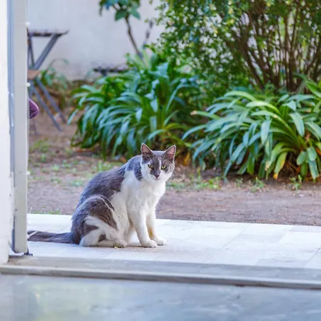 Romantic Place With Pines, Cats, Stunning View And Parking