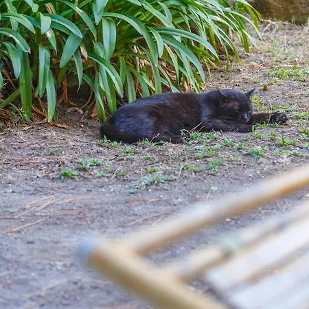 Romantic Place With Pines, Cats, Stunning View And Parking * Neapol
